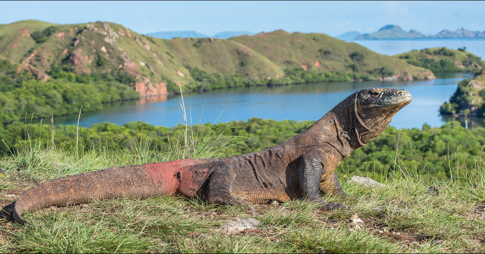 Komodo Dragon in a grass near the water and mountains in Flores, Indonesia.