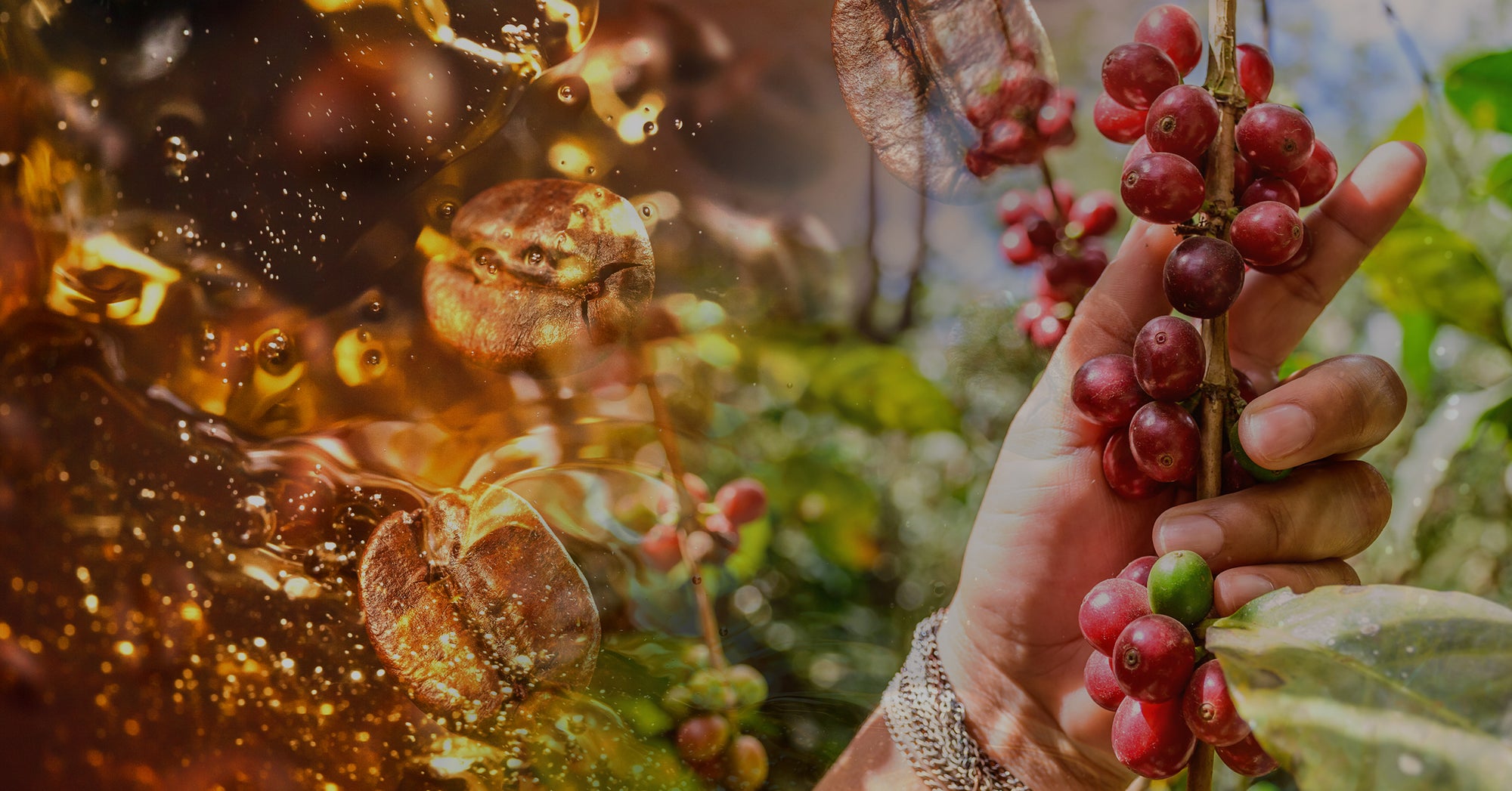 Image collage of liquid bourbon splashing on coffee beans and coffee fruit growing on a branch.
