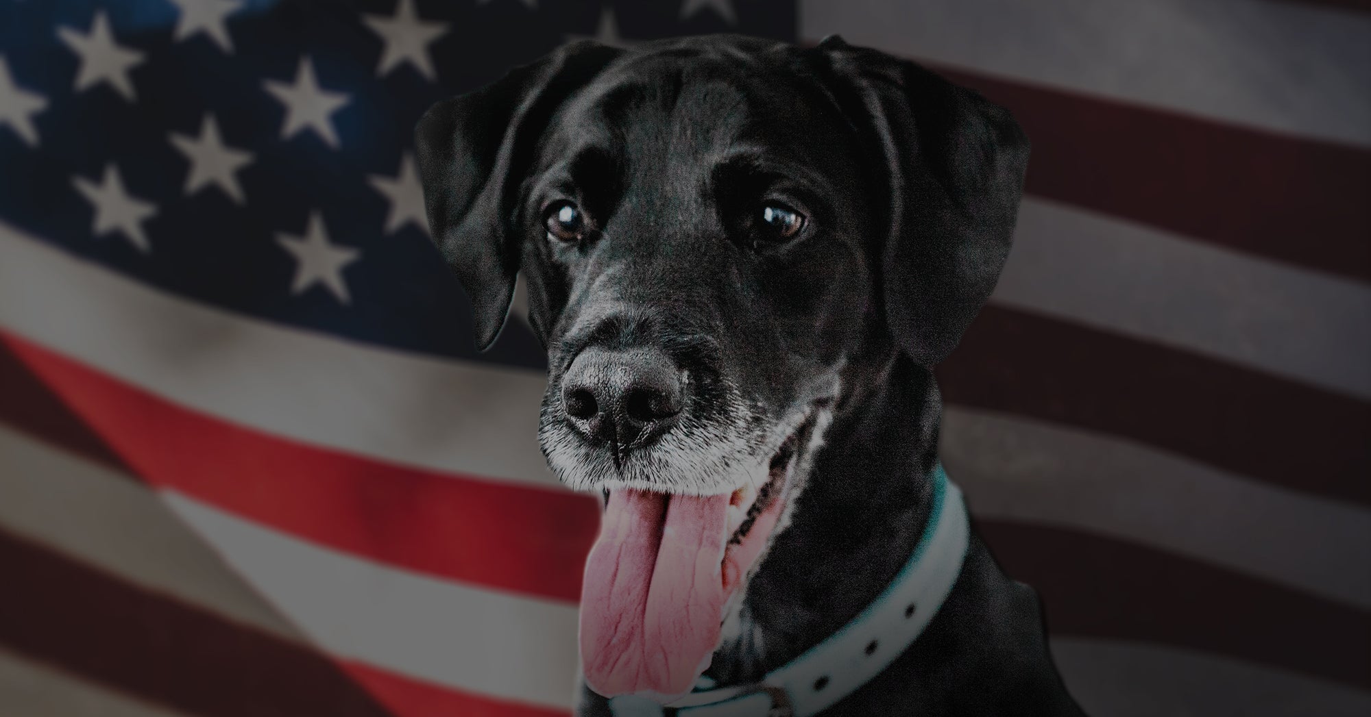Black dog in front of an American Flag