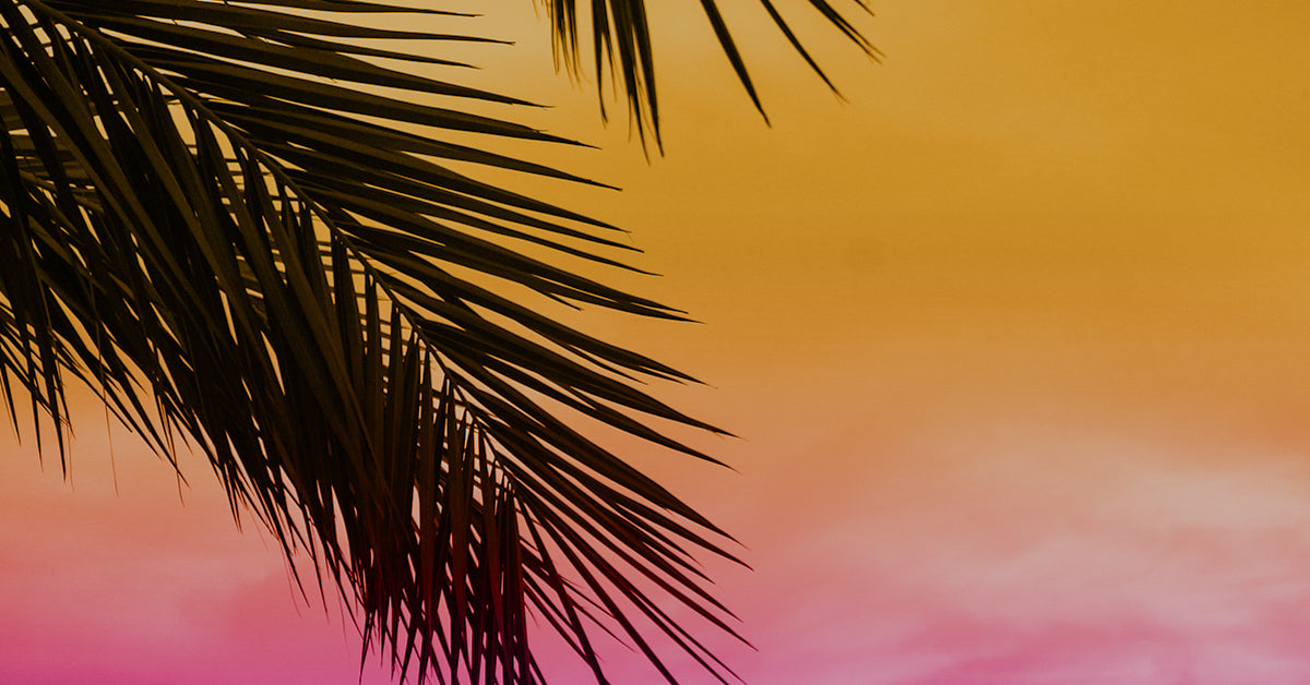 Image of a palm tree at sunrise. Tequila Sunrise Infused Coffee.